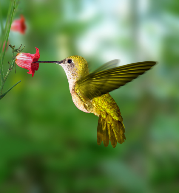 hummingbird1.jpg