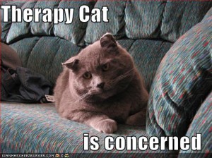 funny-pictures-therapy-cat