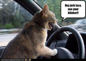 lolcat-angry-driver